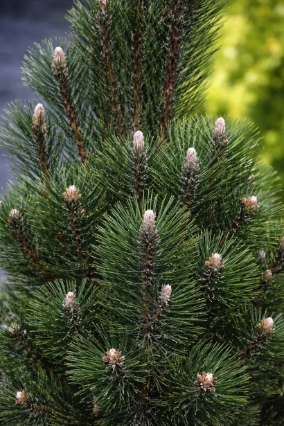 Сосна Komet хвоя